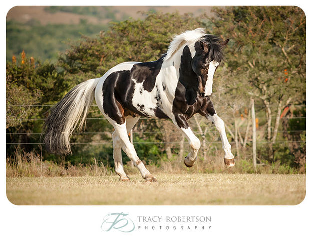 Dutch Warmblood Stallion - Zerro